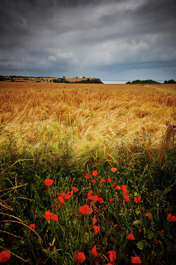 Poppies, Hay Field, Sea Photograph by Clive Rees Photography