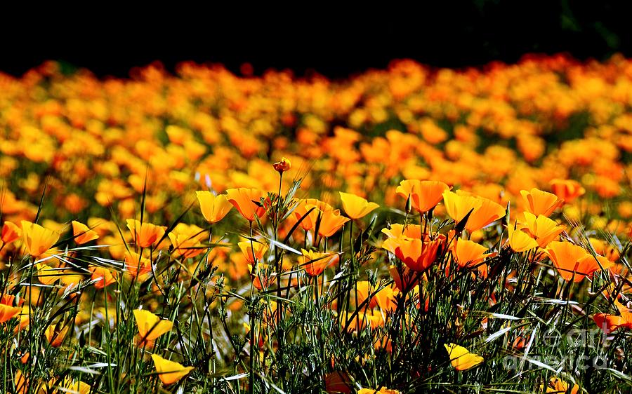 Poppies Ignite Photograph by Patrick Witz