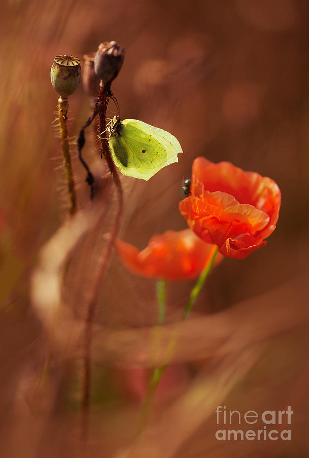 Poppies impression Photograph by Jaroslaw Blaminsky