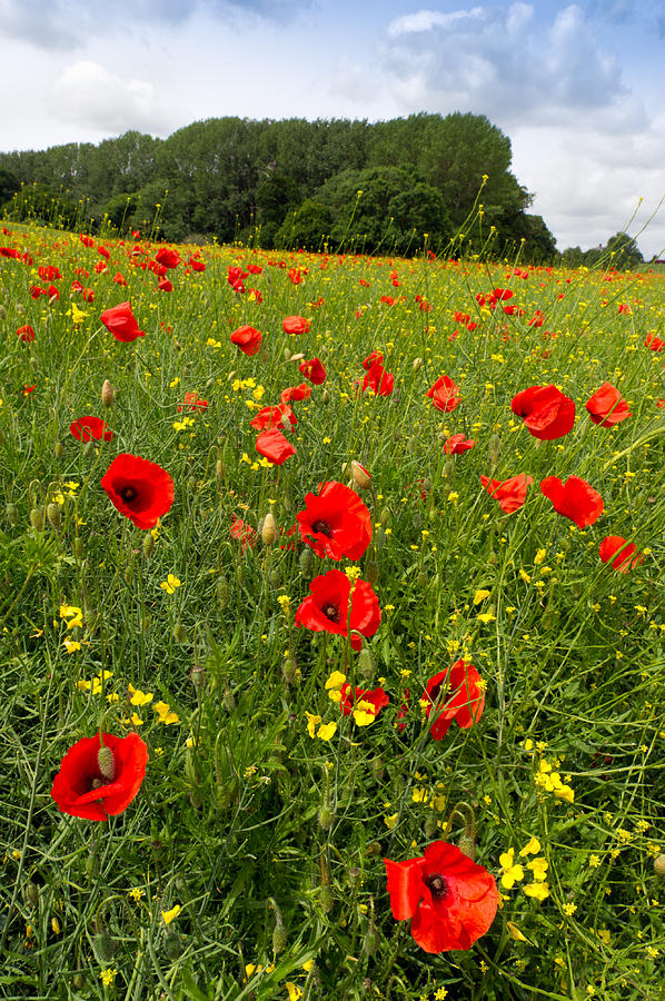 Poppies in a field Photograph by Gary Eason