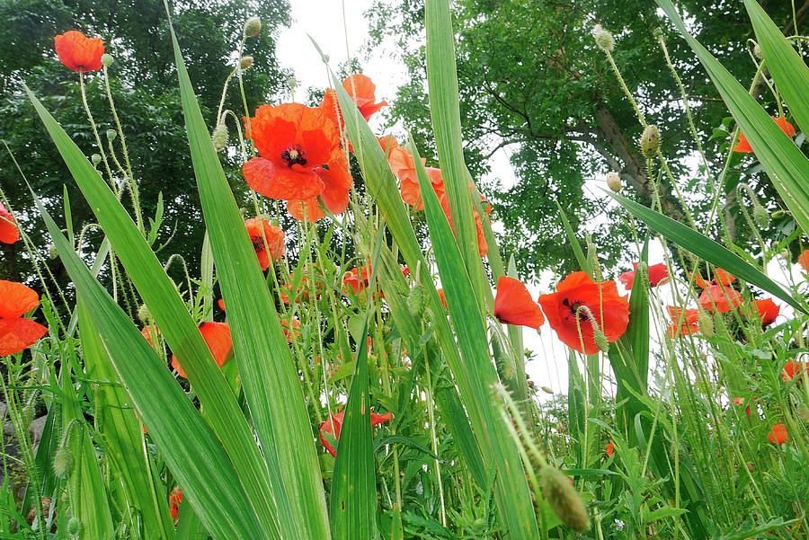 Poppies In A Field Photograph by Leverstock