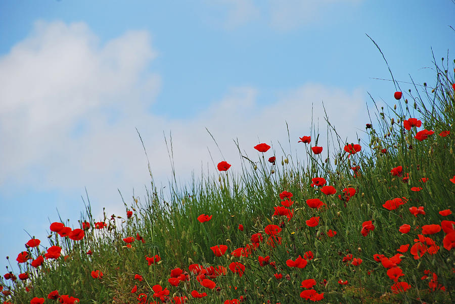 Poppies in a French Landscape Photograph by Ankya Klay