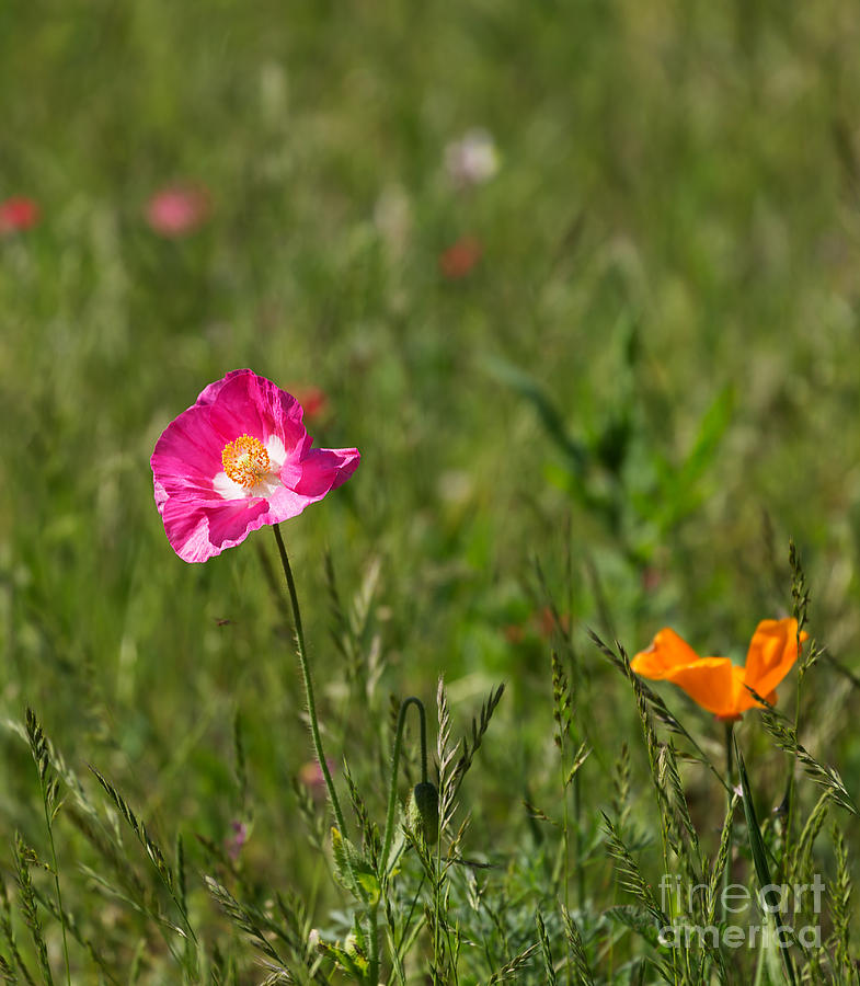 Poppies in a wildflower meadow in Hilton Head Photograph by Louise Heusinkveld