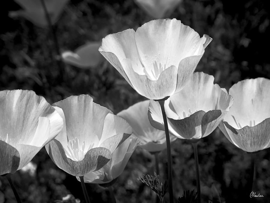 Poppy Photograph - Poppies in Black and White by Christine Hauber