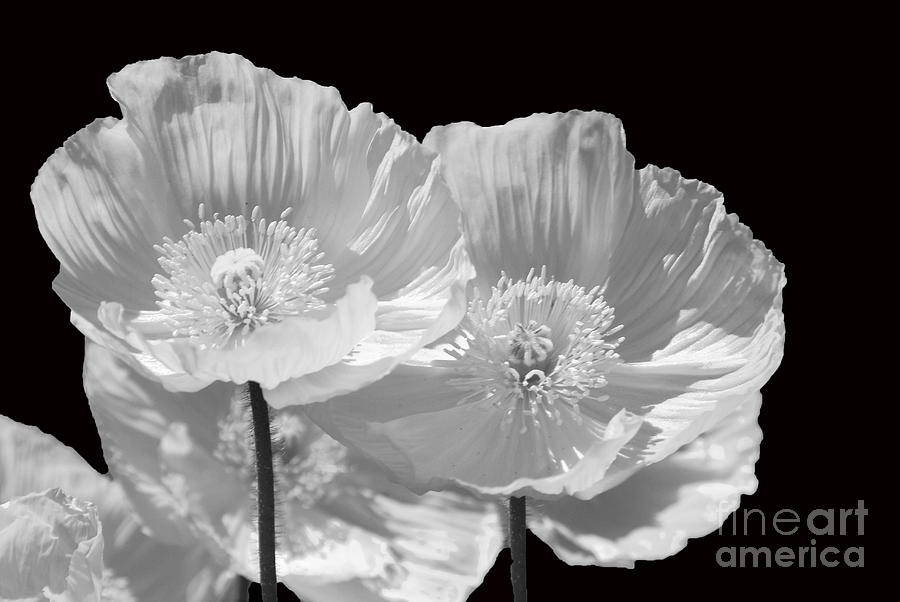 Poppies in Black and White Photograph by Cindy Manero