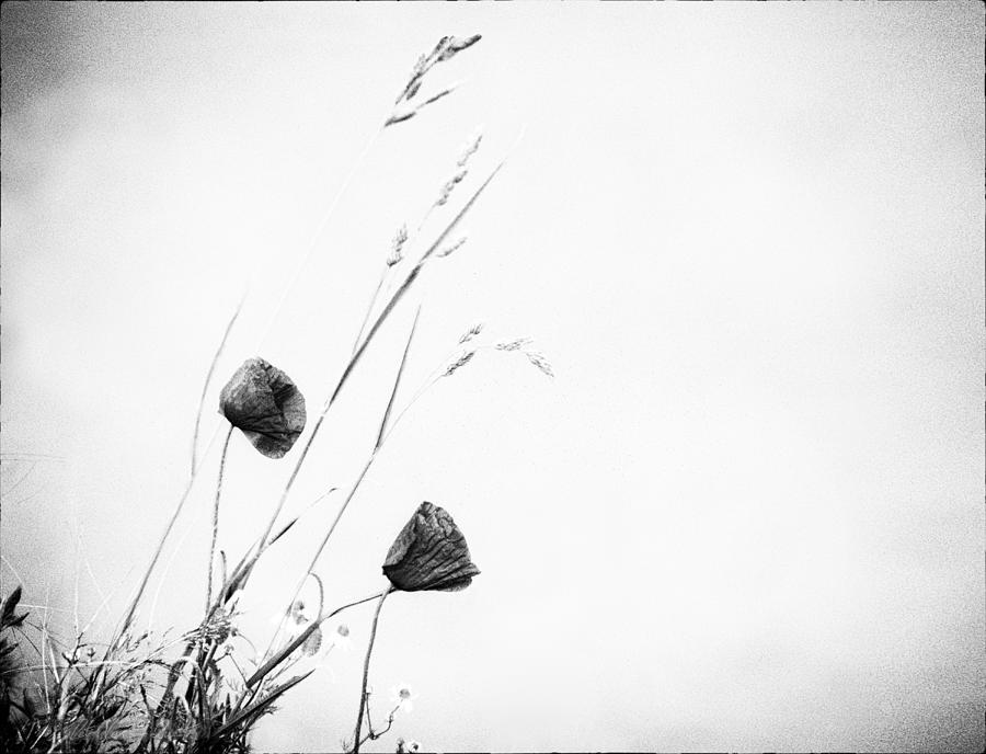 Poppies in black and white Photograph by Peter V Quenter