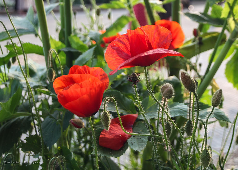 Poppies in Chelsea Photograph by Ross Henton