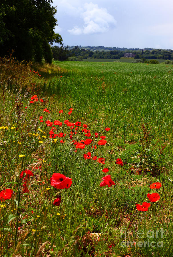 Poppies in Field in Rural England Photograph by James Brunker
