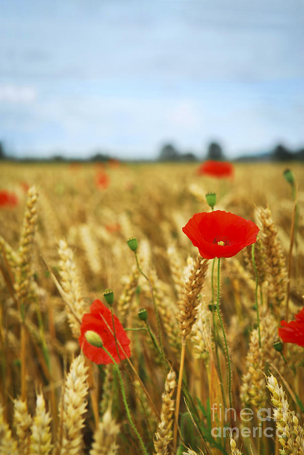 Red poppies in grain field Photograph by Elena Elisseeva
