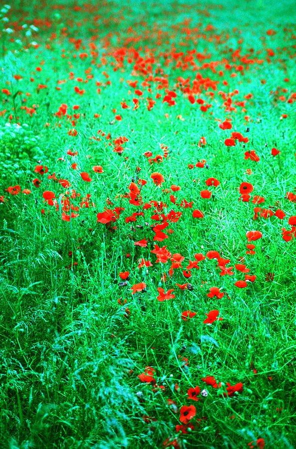 Poppies in Green Photograph by Gordon James