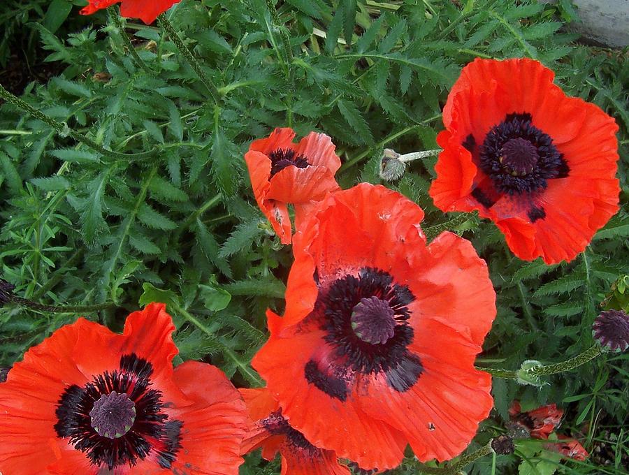 Poppies in June Photograph by Susan Voidets