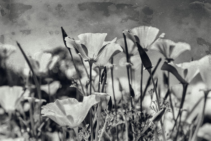 Poppies in Mono Photograph by Georgia Clare
