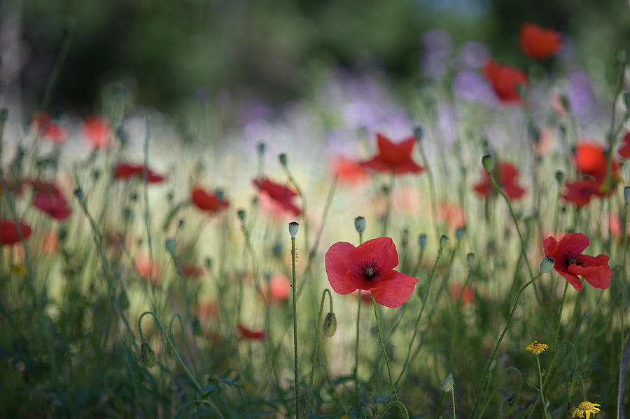 Poppies In My Way Photograph by Ukke
