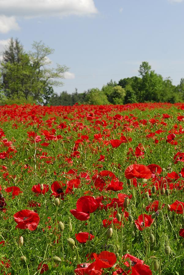 Poppies in NC Mountains  Photograph by Willie Harper