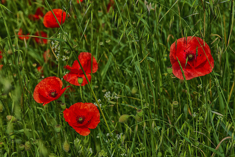 Poppies in Southren France IMG_7533 Photograph by Greg Kluempers