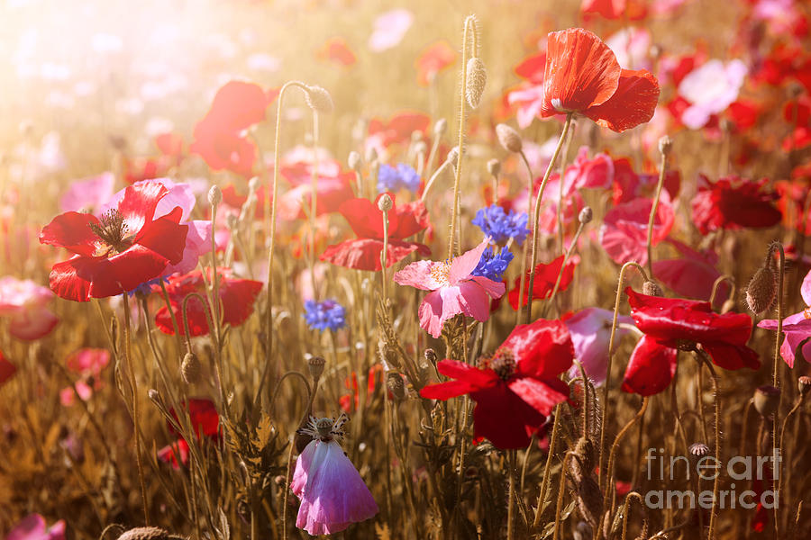 Poppies in sunshine Photograph by Elena Elisseeva