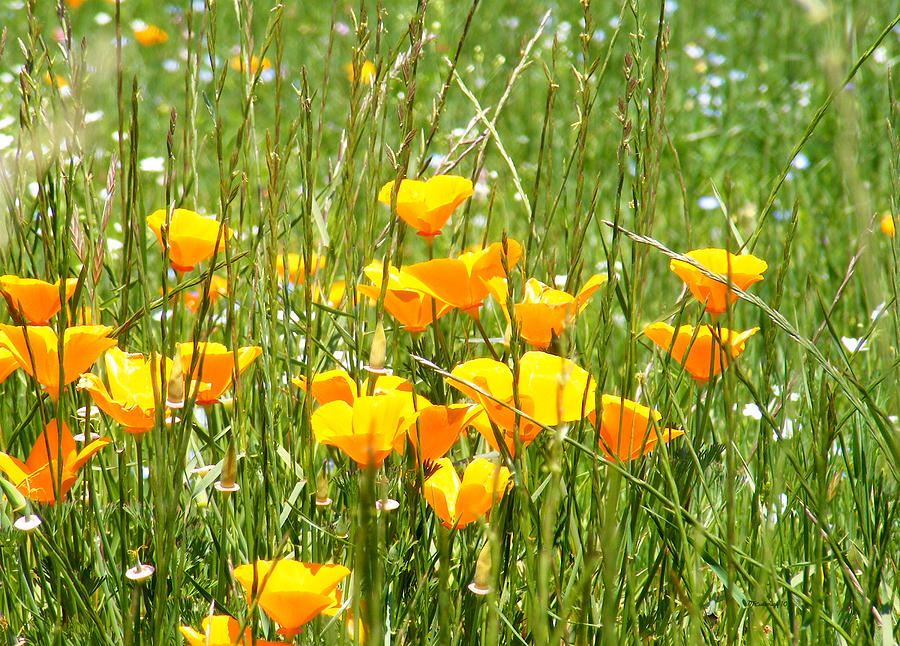 Poppies in the Grass Photograph by Duane McCullough