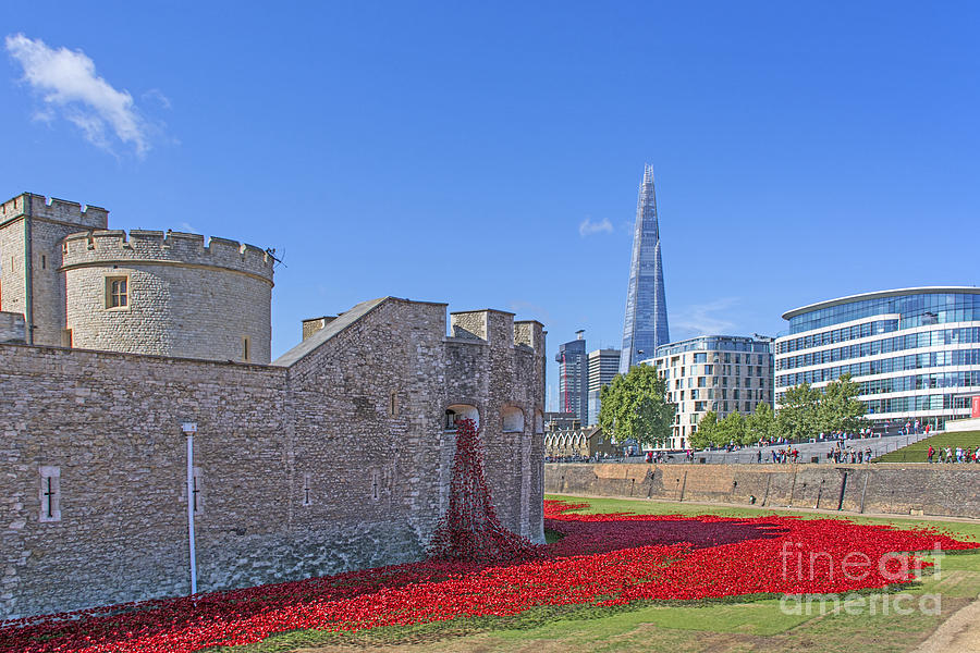 Poppies in the Moat Photograph by Chris Thaxter