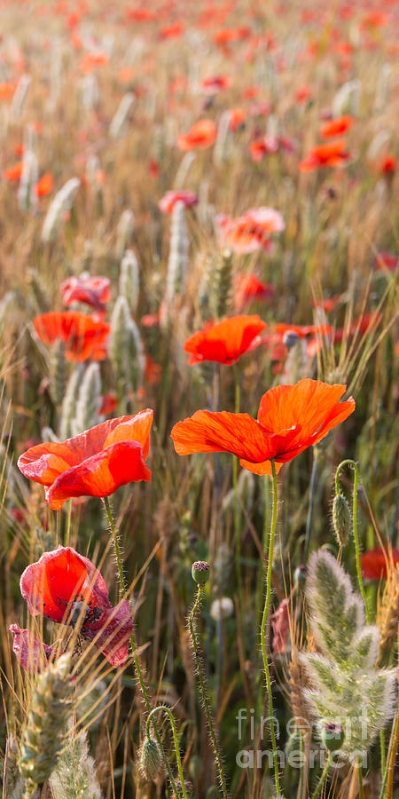 Poppies In The Morning Sun Photograph by Hannes Cmarits