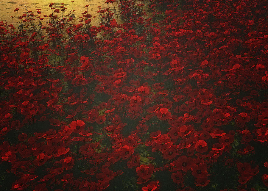 Poppies in the rain Photograph by Jan Keteleer
