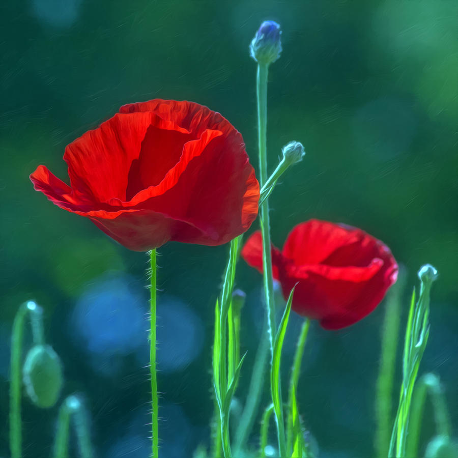 Nature Photograph - Poppies in the Sun by Hal Halli