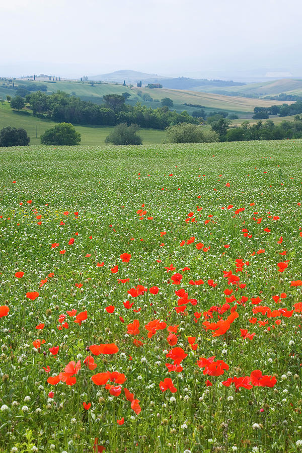 Poppies In The Val Dorcia, Pienza Photograph by David C Tomlinson