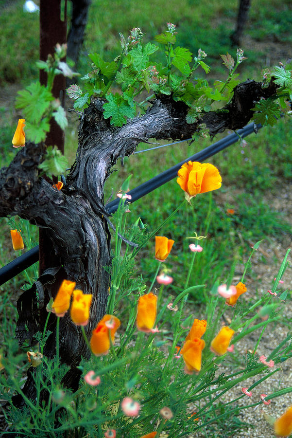 Poppies in the vineyard Photograph by Matt Swinden