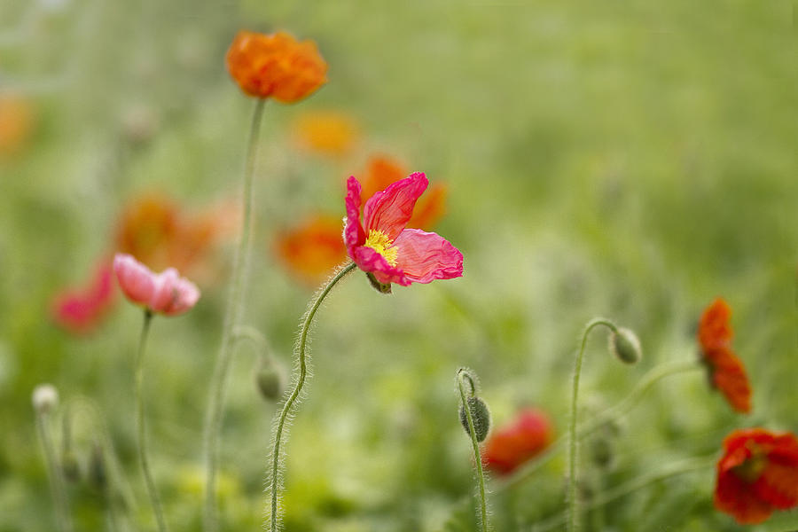 Poppies in the Wind Photograph by Rebecca Cozart