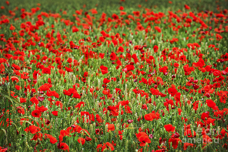 Red poppies in wheat Photograph by Elena Elisseeva