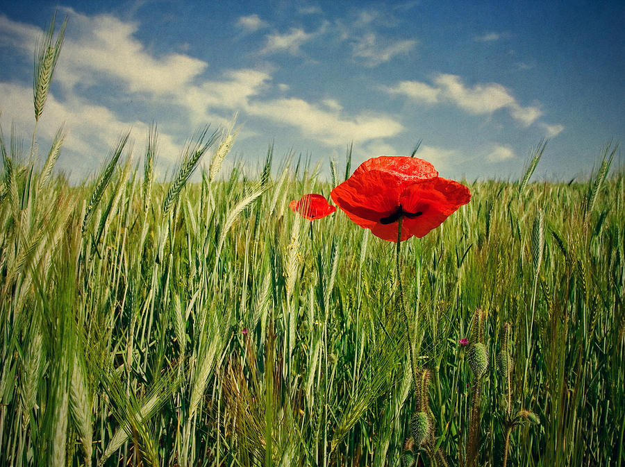 Poppy Photograph - Poppies in wheat field by Cristina-Velina Ion