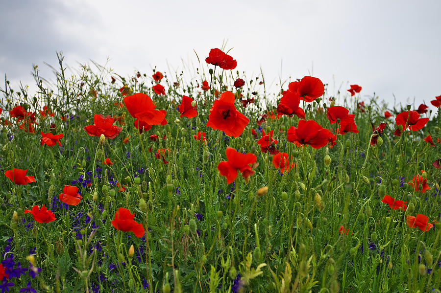 Poppies Photograph by Ivan Slosar