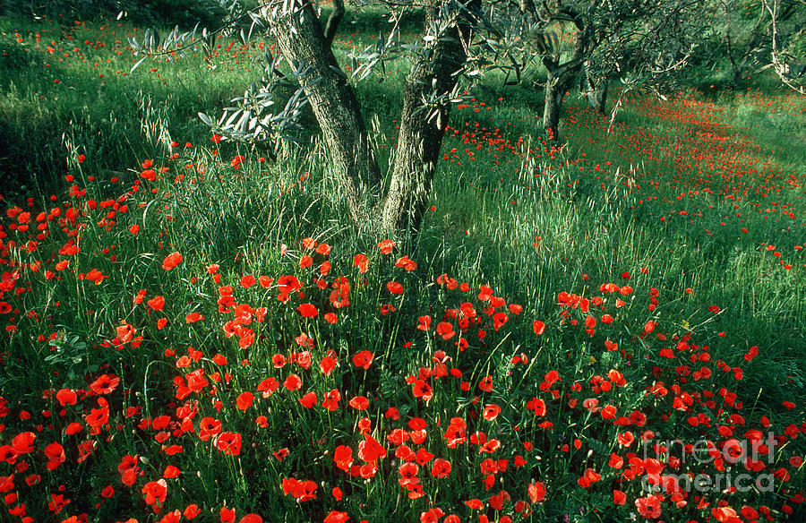 Poppies Photograph by James L. Amos