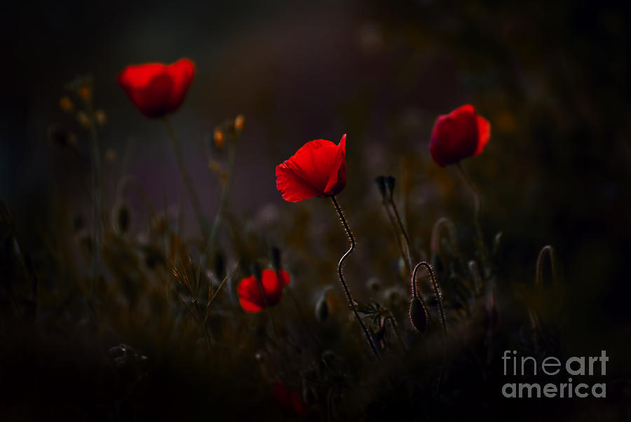 Flower Photograph - Poppies by Jaroslaw Blaminsky