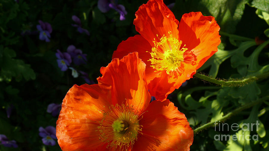 Poppies Photograph by Jeanne  Woods