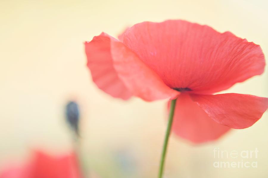 Poppy Photograph - Poppies by Kim Fearheiley