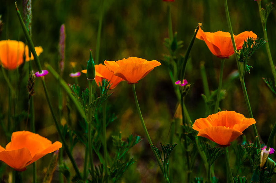 Poppies Photograph by Larry Goss