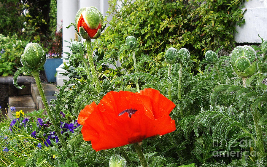 Flower Photograph - Poppies by Malcolm Suttle