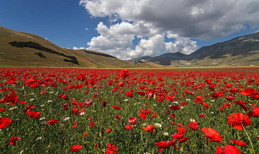 Poppies Photograph by Manuelo Bececco Global Nature Photographer