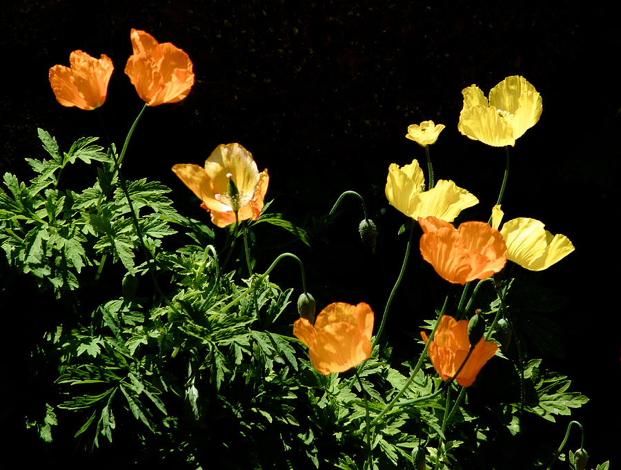 Poppies Photograph by Mark Egerton