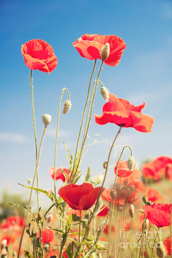 Poppies Photograph by Matteo Colombo