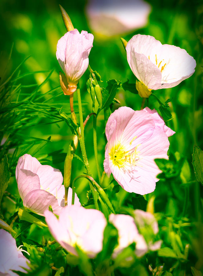 Poppies Photograph by Melinda Fawver