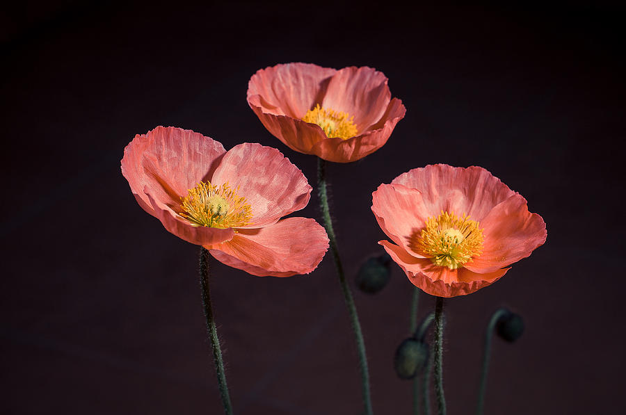 Flower Photograph - Poppies by Michal Kabzinski