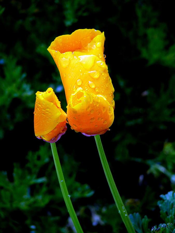 Poppies Morning Dew Photograph by Jeff Lowe