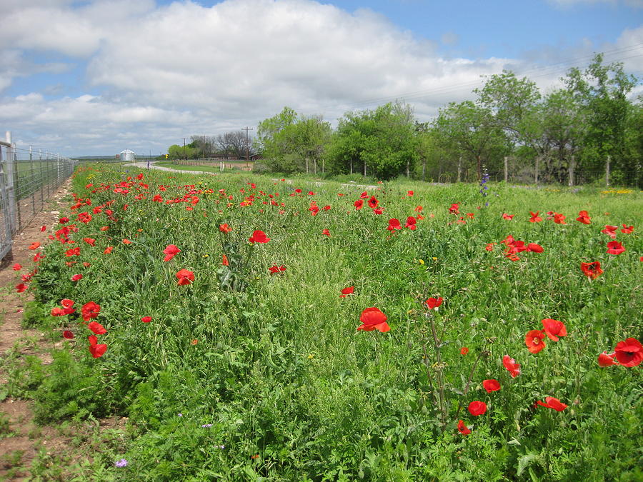 Poppies Near Hondo Photograph by Cindy Clements