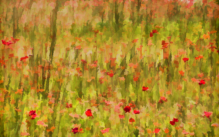 Poppies of Tuscany Painting by David Letts