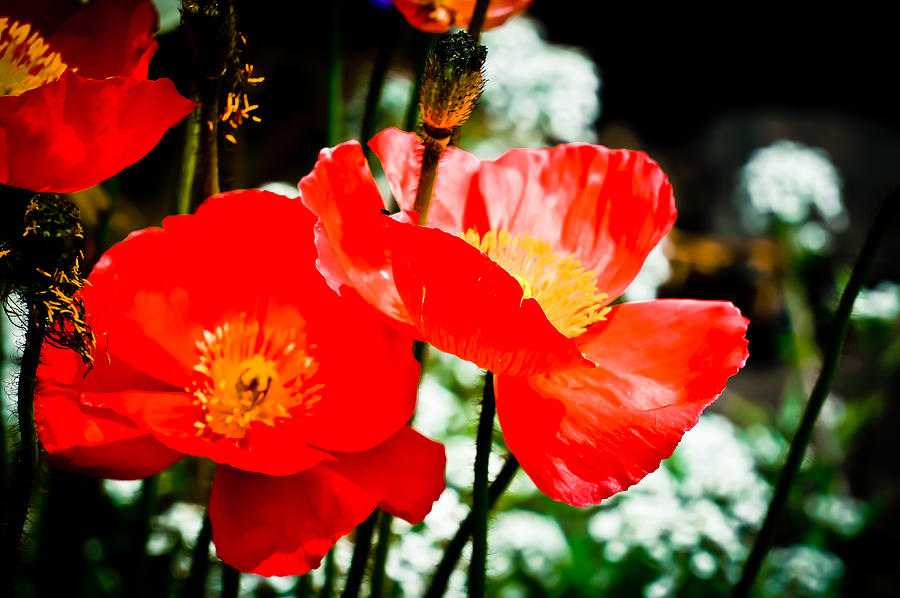 Abstract Photograph - Poppies on Fire by Ronda Broatch