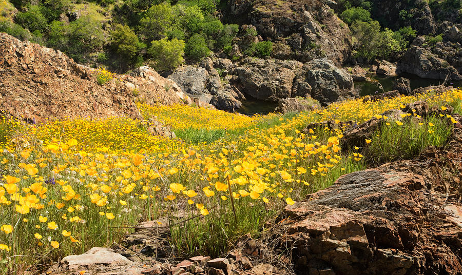 Poppy Photograph - Poppies on the Stanislaus River by Matt Tilghman Poppy Photograph - Poppies on the Stanislaus River by Matt Tilghman