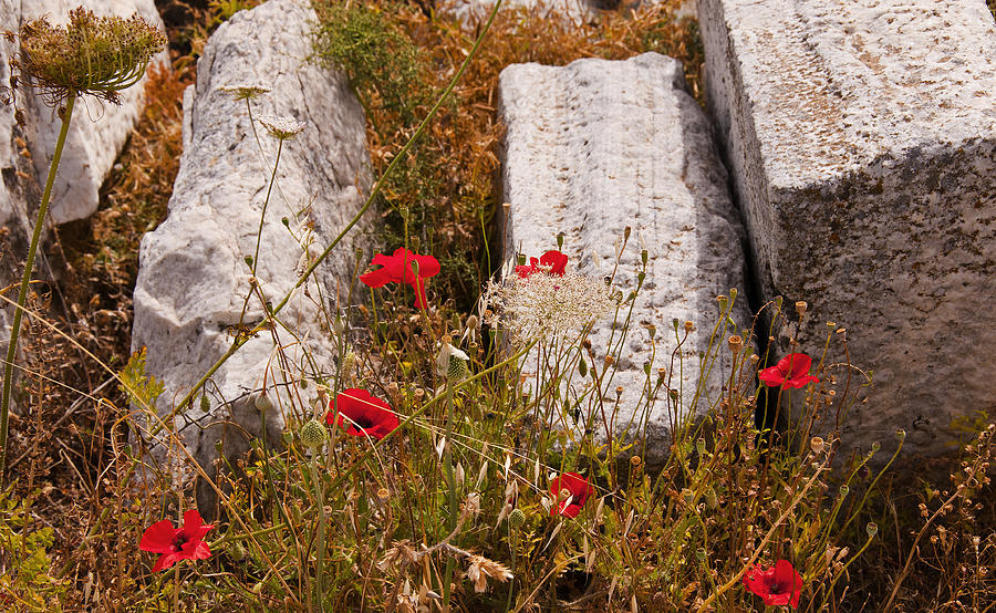 Poppies on the Temple Island of Delos Greece Photograph by Brenda Kean