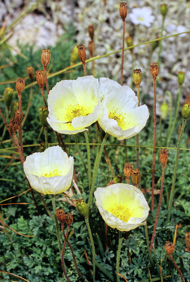 Poppies (papaver Julicum) by Bruno Petriglia/science Photo Library