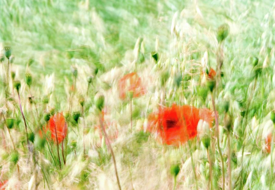 Poppies (papaver Rhoes) In A Cornfield Photograph by John Devries/science Photo Library